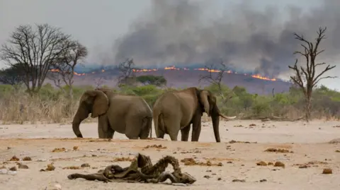 Getty African elephants at a watering hole with a fire in the distance