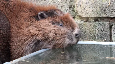 Beaver Trust A close up of a beaver drinking water from a trough in an enclosure in Scotland