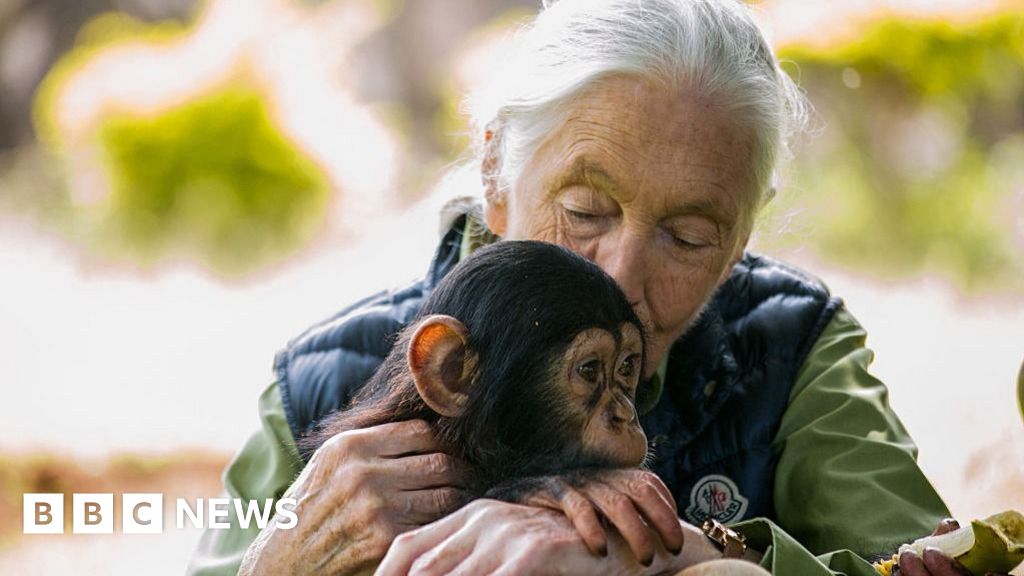 Dame-Jane-Goodall-remembered-as-true-hero-for-the-planet.jpg
