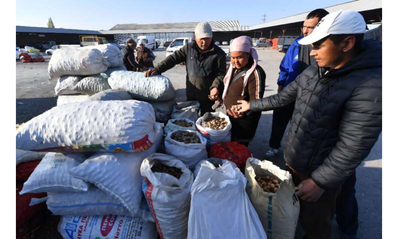 Local imams have even called on followers to help preserve the walnut trees