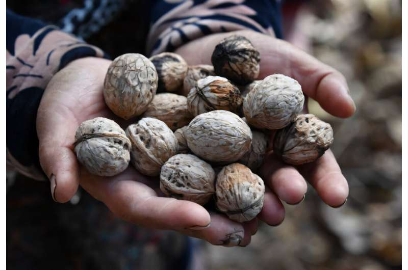 The forest outside Arslanbob in the Kyrgyz mountains is the world's biggest wild walnut grove. The forest outside Arslanbob in the Kyrgyz mountains is the world's biggest wild walnut grove