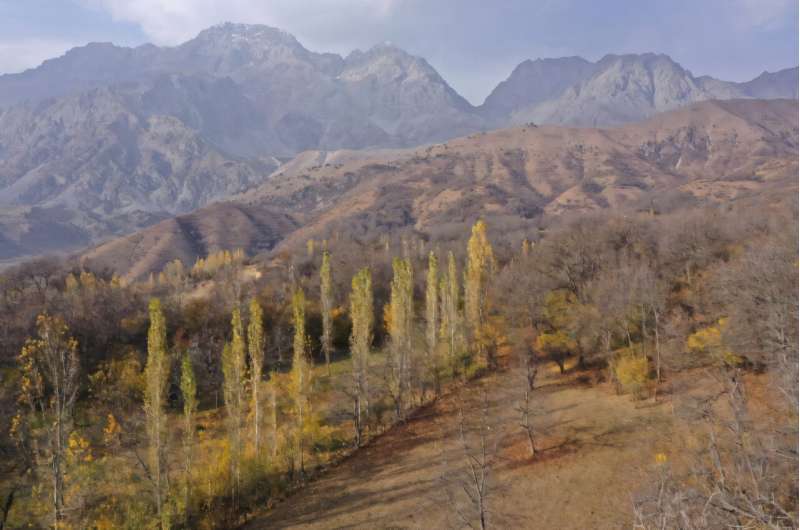 Walnuts are both an economic staple and a symbol of Kyrgyzstan's Jalal-Abad region. Walnuts are both an economic staple and a symbol of Kyrgyzstan's Jalal-Abad region